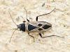 Xanthochilus sp.